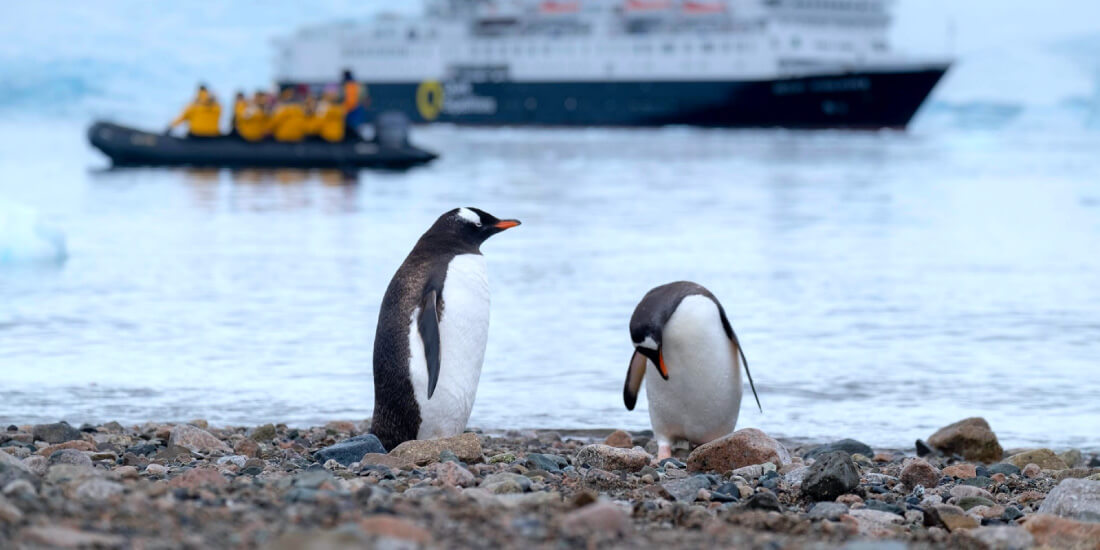 walk-with-penguins-at-the-end-of-the-world-internal